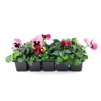 Natural Pansy Plant